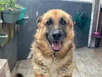 Cachorro raça Pastor Alemão idade 3 anos nome Luna