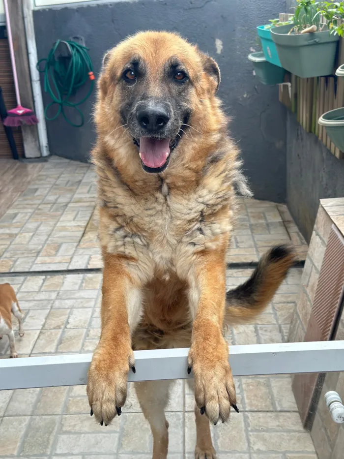 Cachorro raça Pastor Alemão idade 3 anos nome Luna