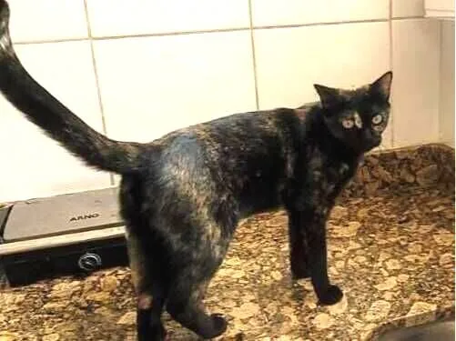Gato raça SRD-ViraLata idade 4 anos nome Lola