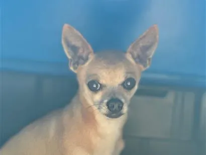 Cachorro raça Pinscher idade 6 ou mais anos nome Duque e stuart 