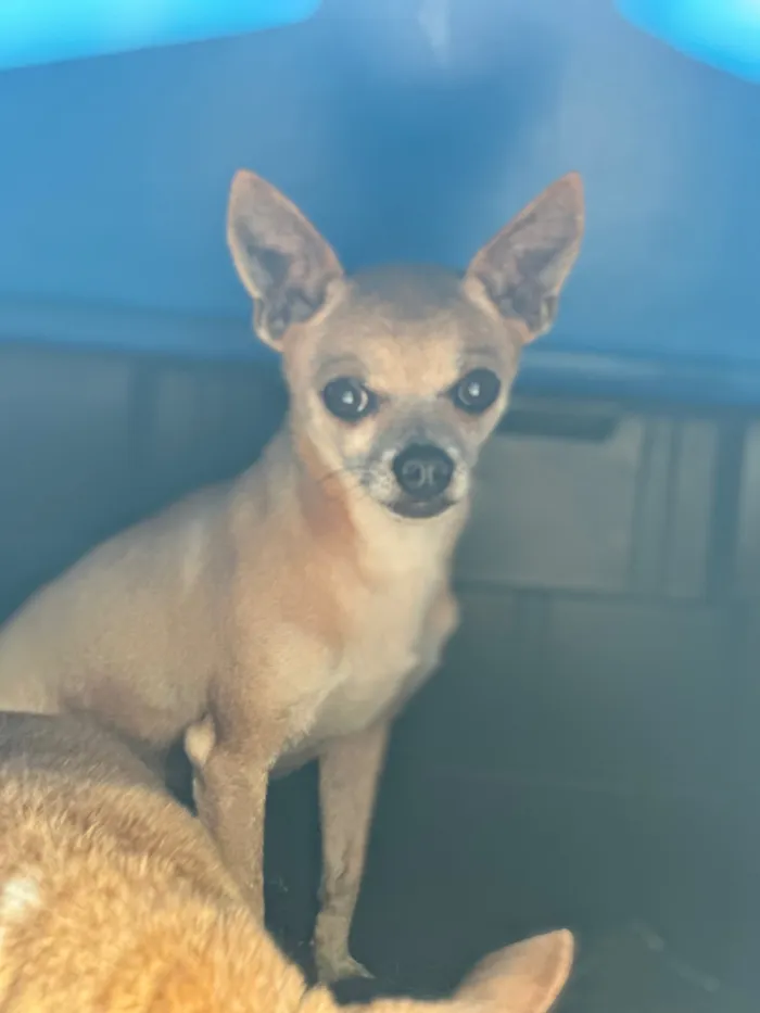 Cachorro raça Pinscher idade 6 ou mais anos nome Duque e stuart 