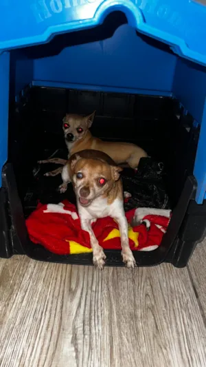 Cachorro raça Pinscher idade 6 ou mais anos nome Duque e stuart 