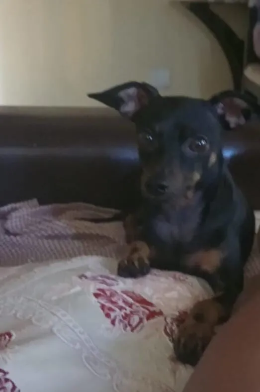 Cachorro raça SRD-ViraLata idade 3 anos nome Não sei