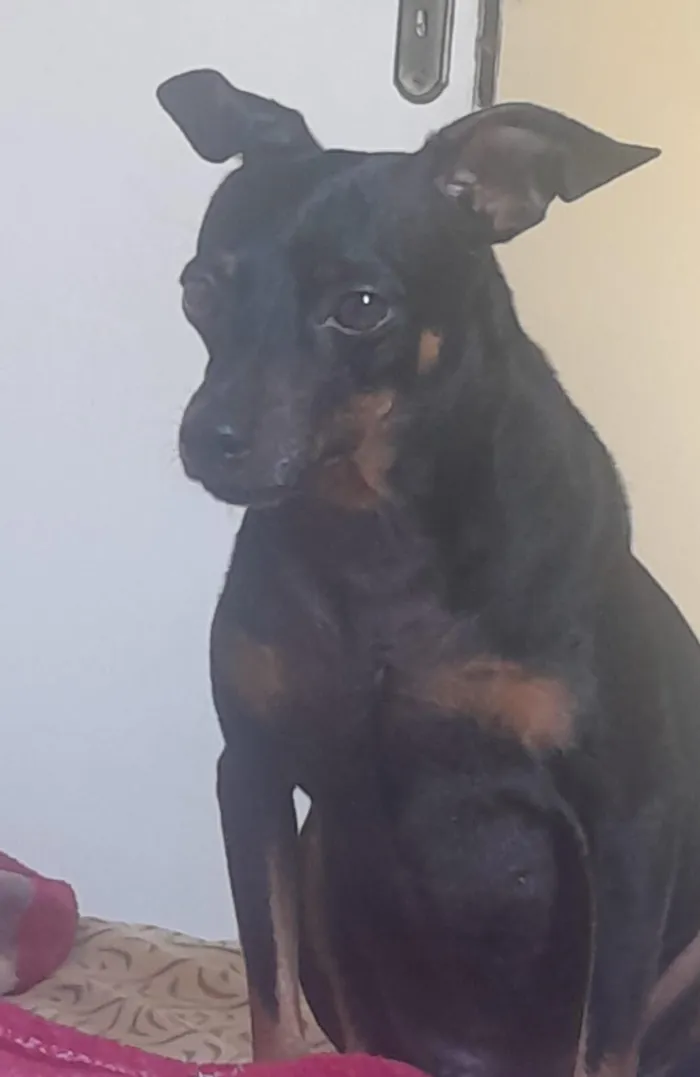 Cachorro raça SRD-ViraLata idade 3 anos nome Não sei