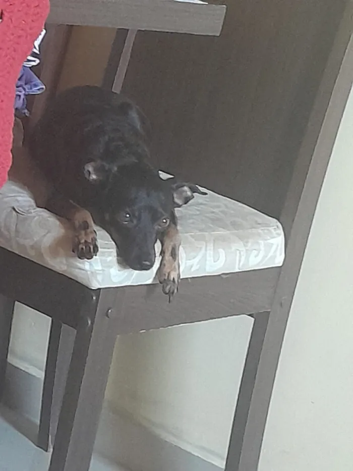 Cachorro raça SRD-ViraLata idade 3 anos nome Não sei