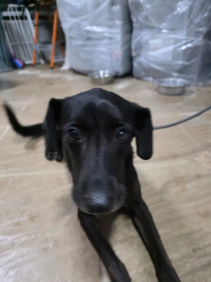 Cachorro raça SRD-ViraLata idade 1 ano nome Pretinho