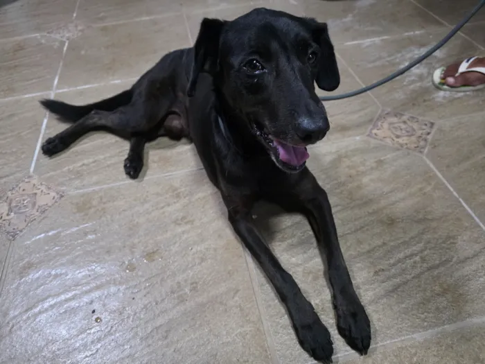 Cachorro raça SRD-ViraLata idade 1 ano nome Pretinho