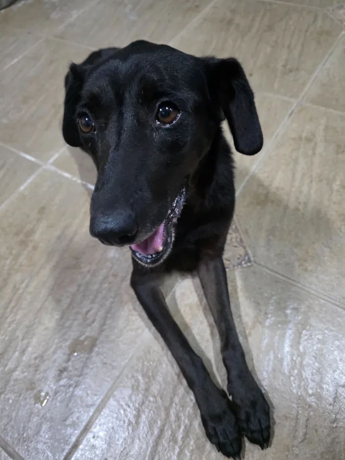 Cachorro raça SRD-ViraLata idade 1 ano nome Pretinho