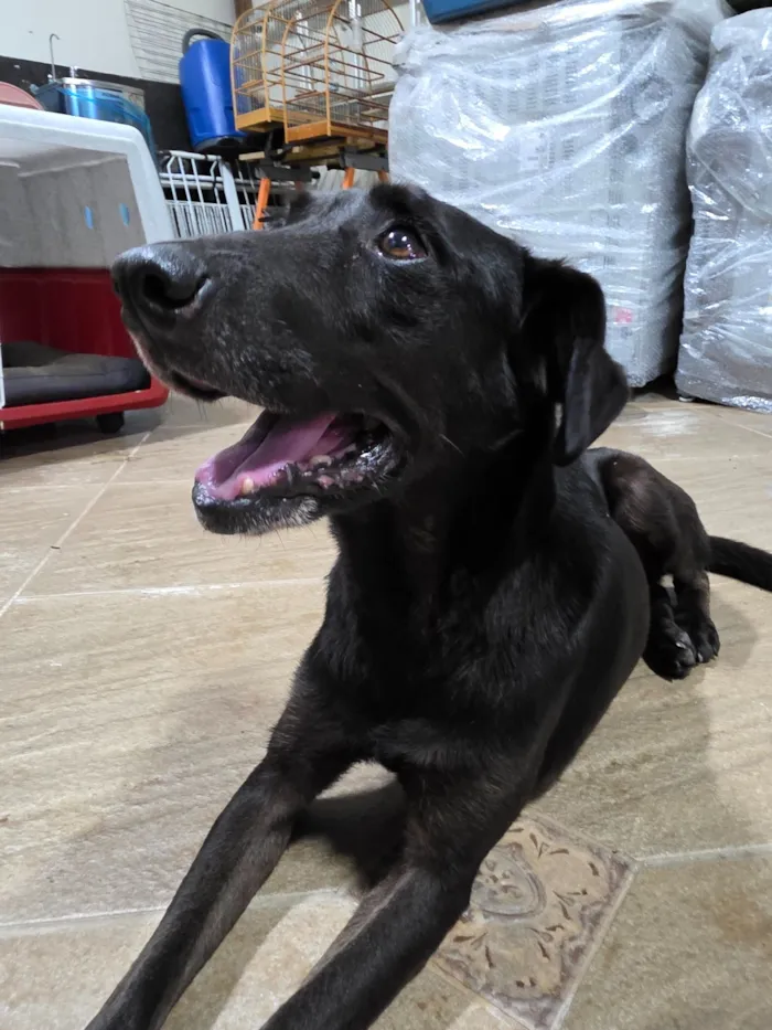 Cachorro raça SRD-ViraLata idade 1 ano nome Pretinho