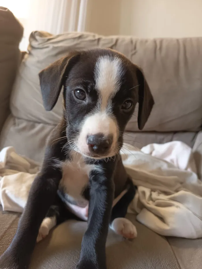 Cachorro raça SRD-ViraLata idade 2 a 6 meses nome Pretinho