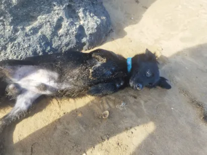 Cachorro raça Shar Pei idade 4 anos nome Theo 