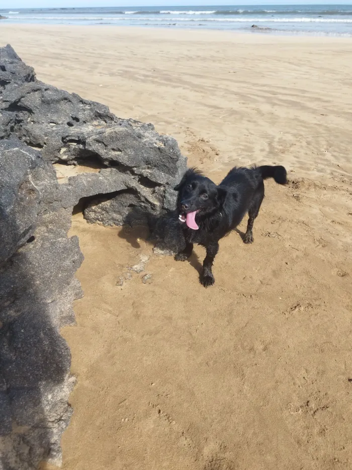 Cachorro raça Shar Pei idade 4 anos nome Theo 