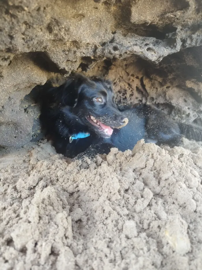 Cachorro raça Shar Pei idade 4 anos nome Theo 
