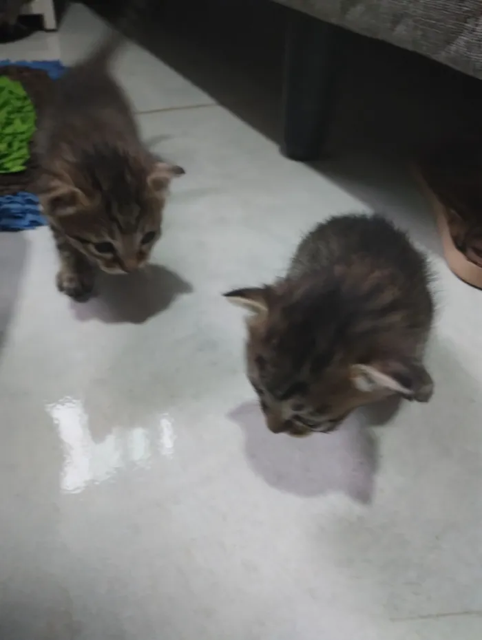 Gato raça SRD-ViraLata idade 2 a 6 meses nome Filhotes 