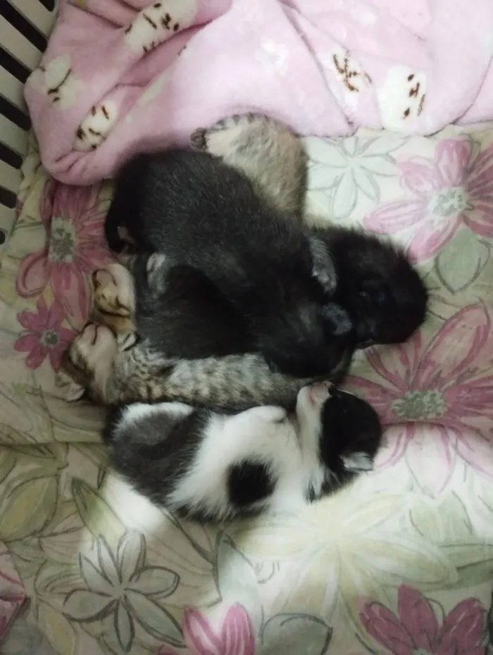 Gato raça SRD-ViraLata idade 2 a 6 meses nome Filhotes 