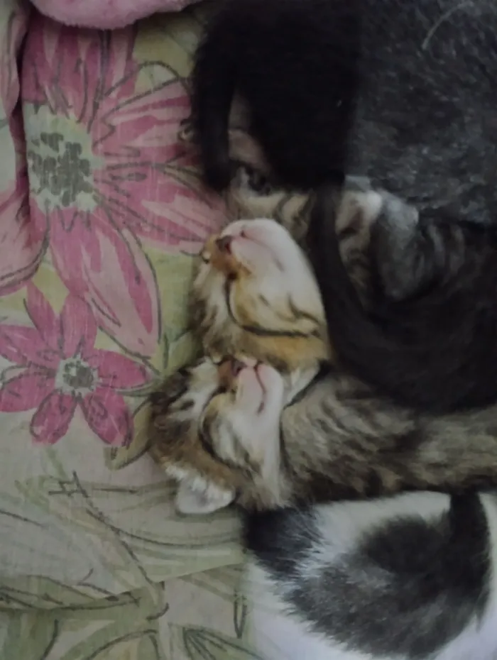 Gato raça SRD-ViraLata idade 2 a 6 meses nome Filhotes 