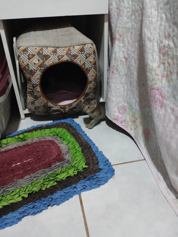 Gato raça SRD-ViraLata idade 2 a 6 meses nome Filhotes 