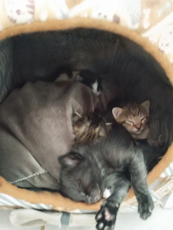 Gato raça SRD-ViraLata idade 2 a 6 meses nome Filhotes 