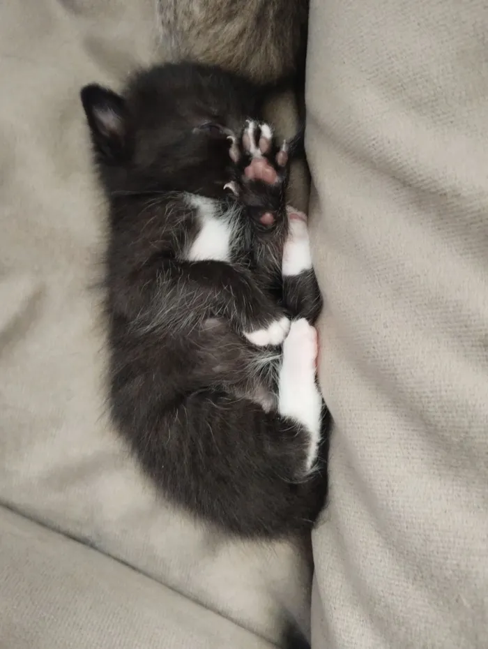 Gato raça SRD-ViraLata idade 2 a 6 meses nome Filhotes 