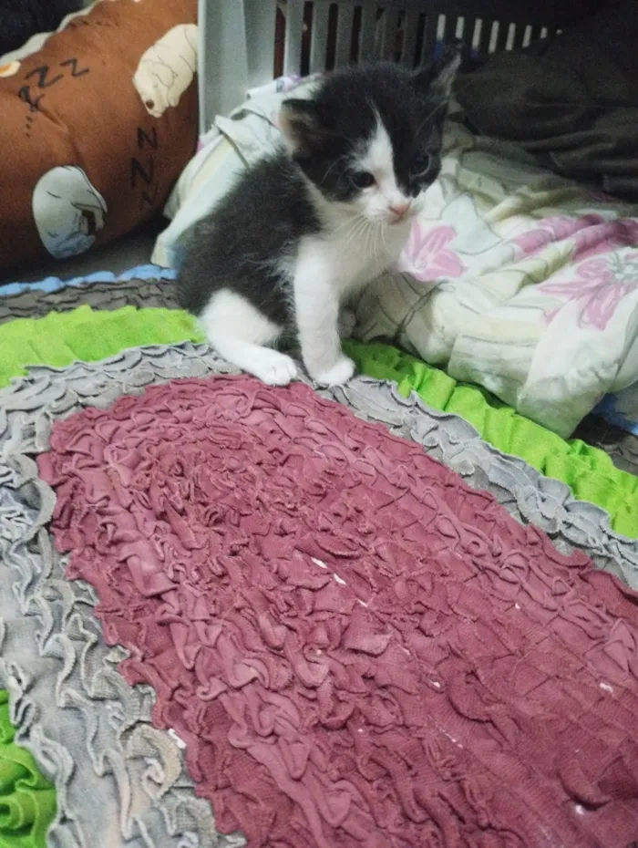 Gato raça SRD-ViraLata idade 2 a 6 meses nome Filhotes 