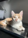 Gato raça SRD-ViraLata idade 1 ano nome Luigi