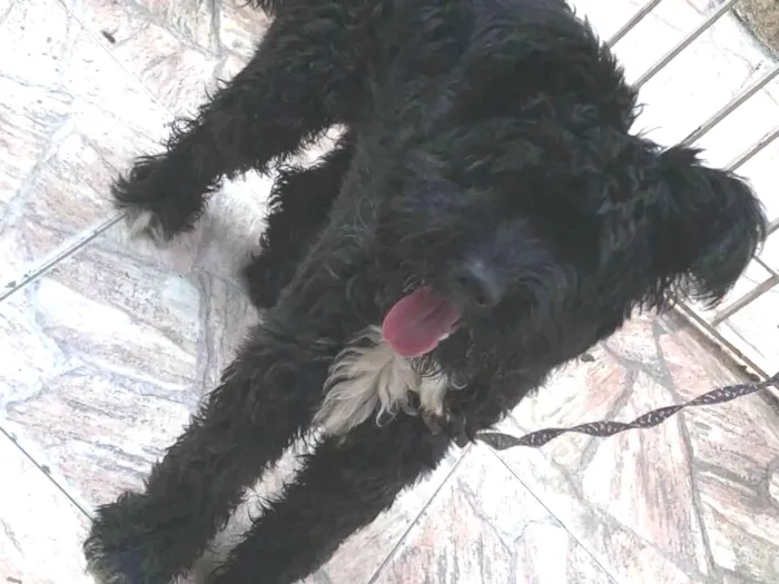 Cachorro raça SRD-ViraLata idade 1 ano nome Bob