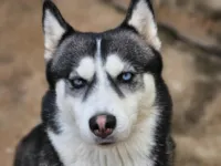 Cachorro raça Husky Siberiano idade 4 anos nome Mocinha