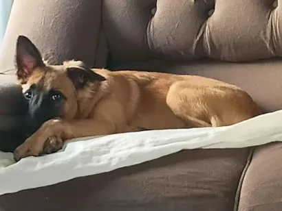 Cachorro raça SRD-ViraLata idade 2 a 6 meses nome Lady