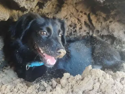 Cachorro raça Shar Pei idade 4 anos nome Theo 