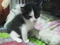 Gato raça SRD-ViraLata idade 2 a 6 meses nome Filhotes 