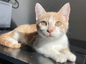 Gato raça SRD-ViraLata idade 1 ano nome Luigi
