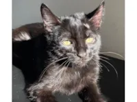 Gato raça SRD-ViraLata idade 1 ano nome Banguela