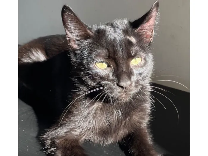 Gato raça SRD-ViraLata idade 1 ano nome Banguela