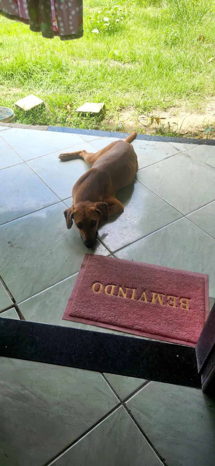 Cachorro raça SRD-ViraLata idade 1 ano nome Dalleti Quintanilha