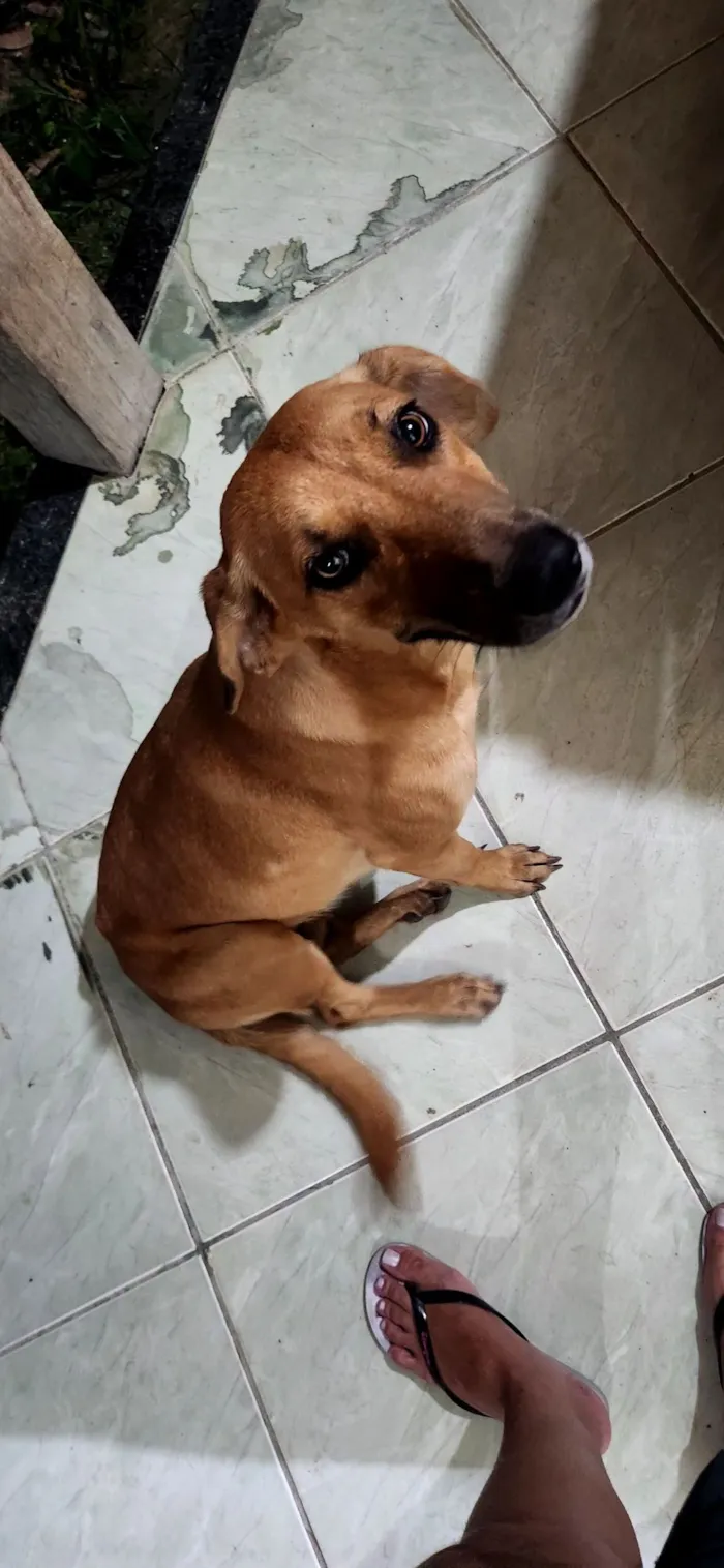 Cachorro raça SRD-ViraLata idade 1 ano nome Dalleti Quintanilha