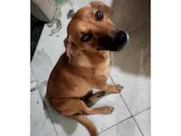 Cachorro raça SRD-ViraLata idade 1 ano nome Dalleti Quintanilha