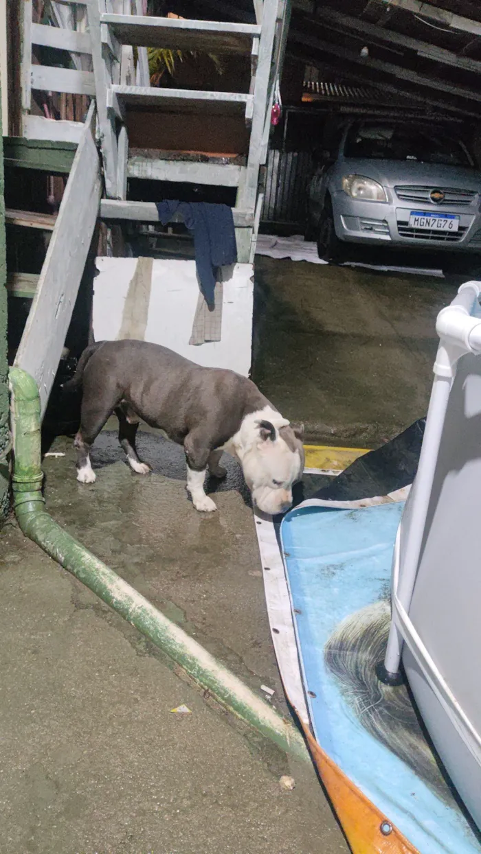 Cachorro raça Pit-Bull idade 5 anos nome Thor