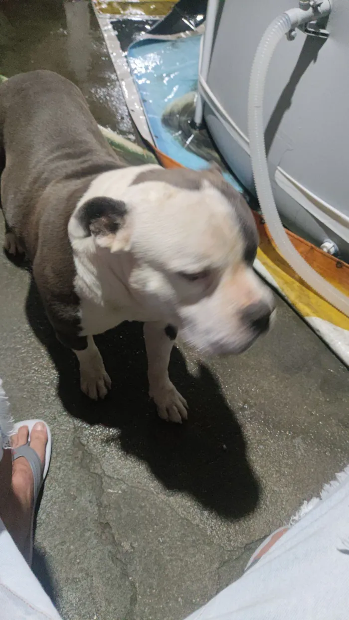 Cachorro raça Pit-Bull idade 5 anos nome Thor