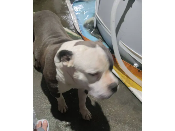 Cachorro raça Pit-Bull idade 5 anos nome Thor