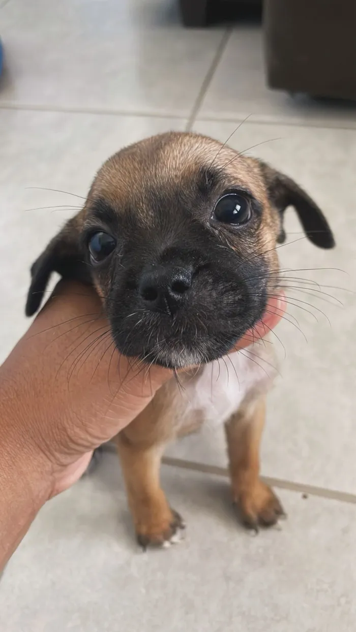 Cachorro raça SRD-ViraLata idade 2 a 6 meses nome Paçoquinha