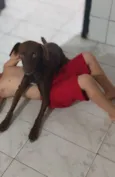 Cachorro raça SRD-ViraLata idade 3 anos nome Toddy 