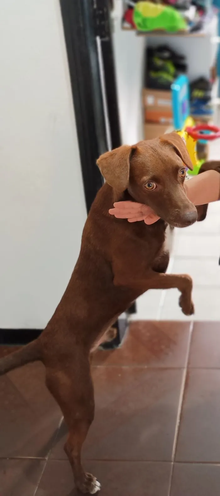 Cachorro raça SRD-ViraLata idade 3 anos nome Toddy 
