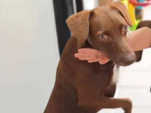 Cachorro raça SRD-ViraLata idade 3 anos nome Toddy 