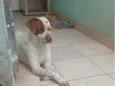 Cachorro raça SRD-ViraLata idade 2 anos nome Ronaldo
