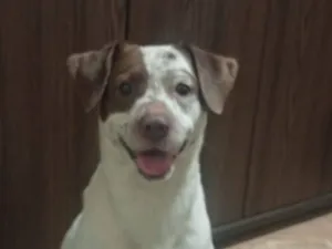 Cachorro raça SRD-ViraLata idade 2 anos nome Ronaldo
