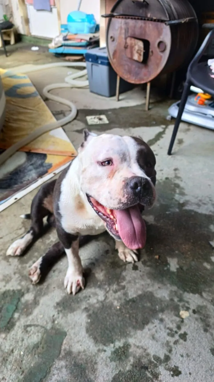 Cachorro raça Pit-Bull idade 5 anos nome Thor