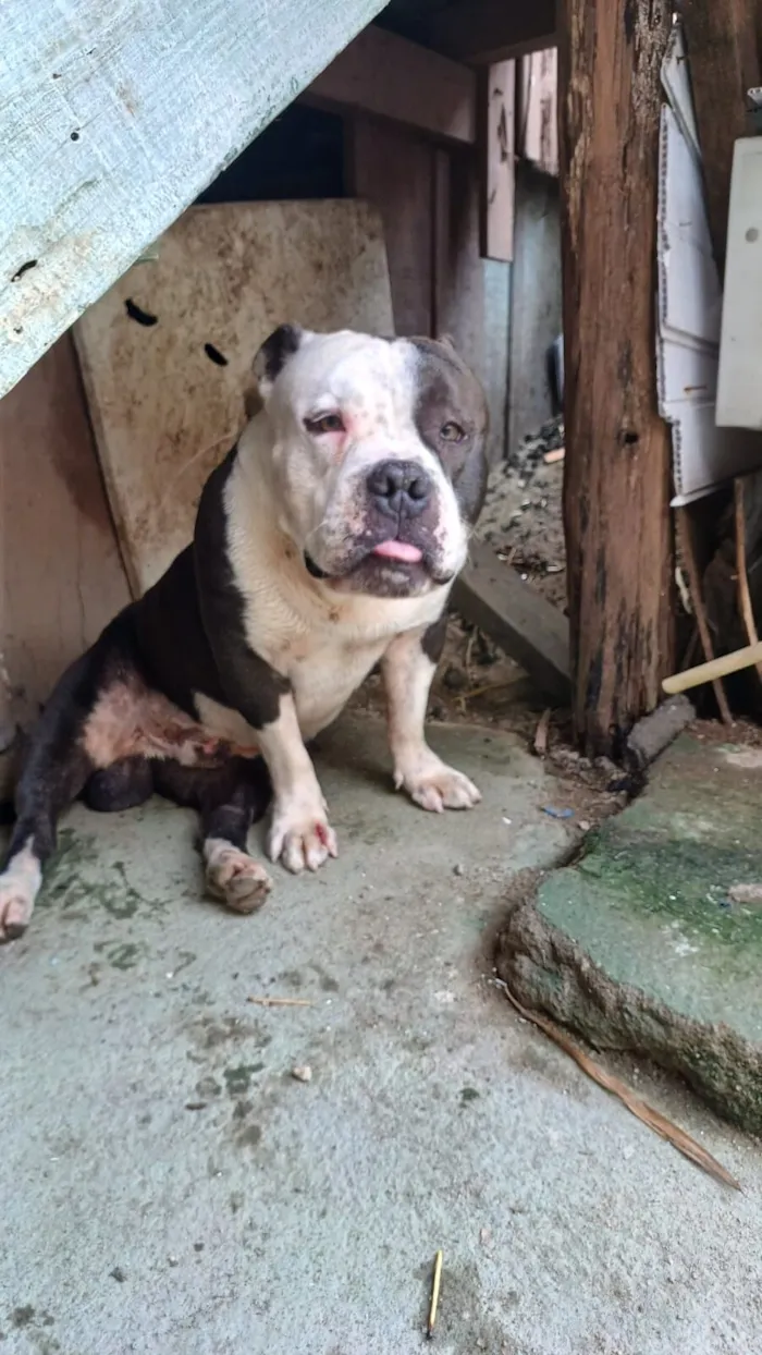 Cachorro raça Pit-Bull idade 5 anos nome Thor