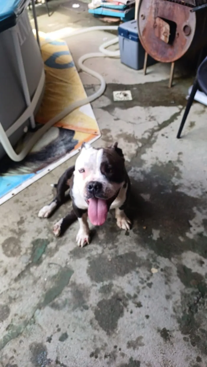 Cachorro raça Pit-Bull idade 5 anos nome Thor