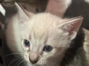Gato raça SRD-ViraLata idade Abaixo de 2 meses nome Gato macho 