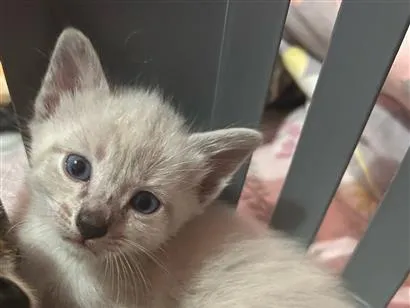 Gato raça SRD-ViraLata idade Abaixo de 2 meses nome Gato macho 